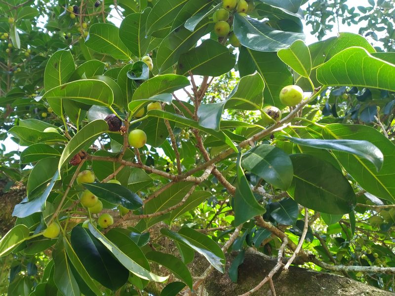 Ficus henneana, photographed by Steve Fitzgerald