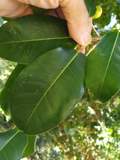 Ficus henneana, photographed by Steve Fitzgerald