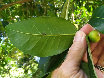 Ficus henneana, photographed by Steve Fitzgerald