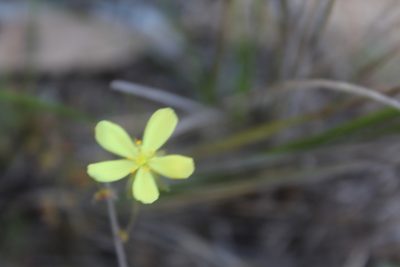 Drosera moorei, photographed by Hugo Innes