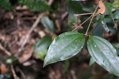 Rhodamnia argentea, photographed by Greg Tasney