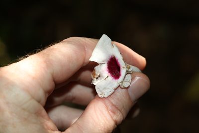 Pandorea jasminoides, photographed by Greg Tasney