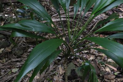 Cordyline petiolaris, photographed by Greg Tasney
