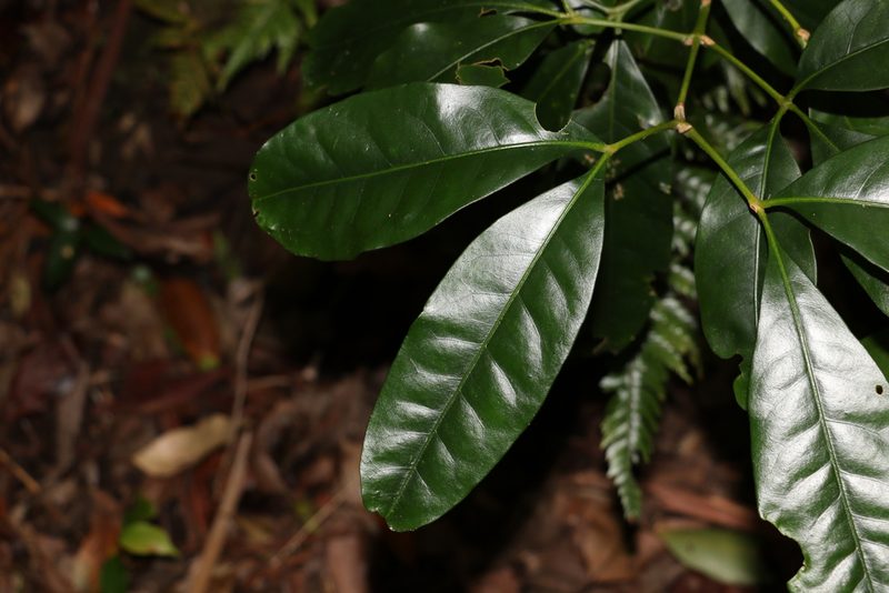 Acradenia euodiiformis, photographed by Greg Tasney
