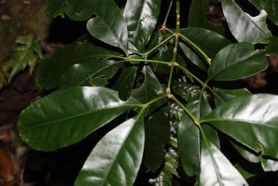Acradenia euodiiformis, photographed by Greg Tasney