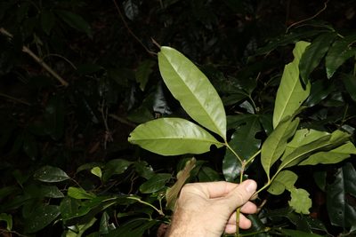 Acradenia euodiiformis, photographed by Greg Tasney