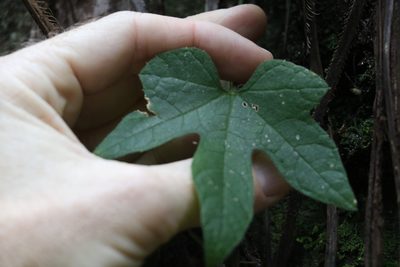 Trichosanthes subvelutina, photographed by Greg Tasney
