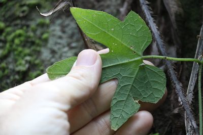 Trichosanthes subvelutina, photographed by Greg Tasney