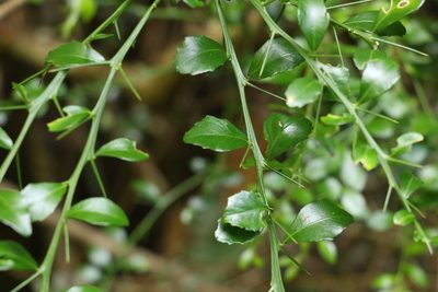 Citrus australasica, photographed by Greg Tasney