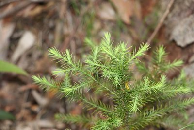 Callitris macleayana, photographed by Greg Tasney