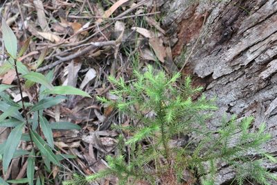Callitris macleayana, photographed by Greg Tasney