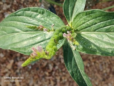Spigelia anthelmia, photographed by Ong Jyh Seng