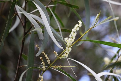 Acacia obtusifolia, photographed by Greg Tasney