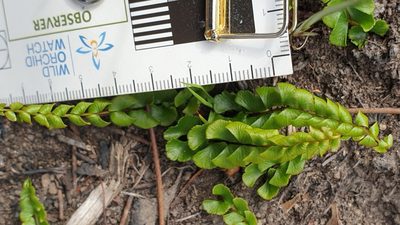Lindsaea linearis, photographed by Rosalie Lawrence