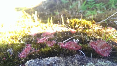Drosera tubaestylis, photographed by Hugo Innes