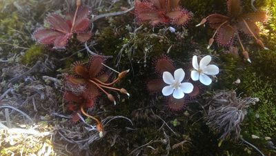 Drosera bulbosa, photographed by Hugo Innes