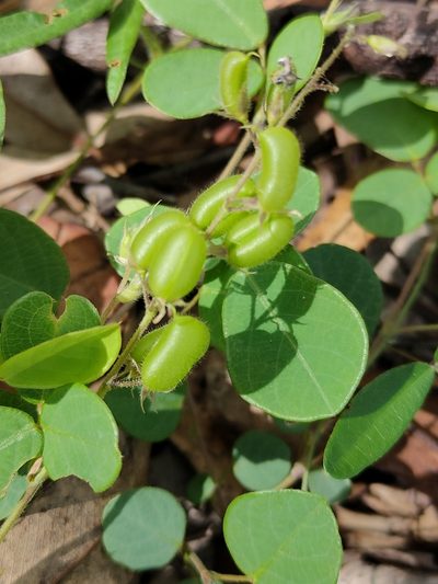 Pycnospora lutescens, photographed by Tony van Kampen