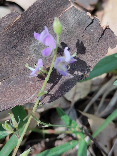 Pycnospora lutescens, photographed by Tony van Kampen