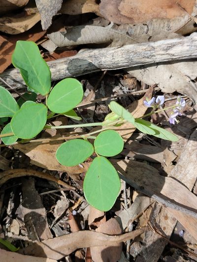 Pycnospora lutescens, photographed by Tony van Kampen