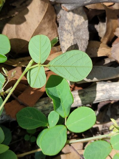 Pycnospora lutescens, photographed by Tony van Kampen