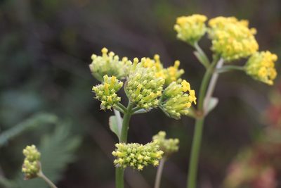 Kalanchoe densiflora, photographed by Andrés Ramírez-Barrera