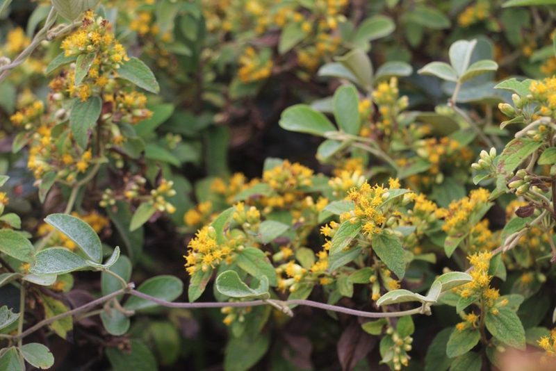 Calea sessiliflora, photographed by Andrés Ramírez-Barrera