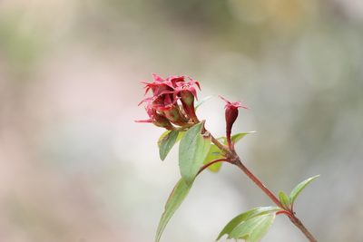 Monochaetum myrtoideum, photographed by Andrés Ramírez-Barrera