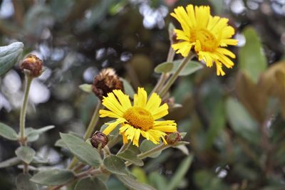 Calea peruviana, photographed by Andrés Ramírez-Barrera