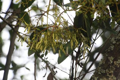 Palicourea paniculata, photographed by Andrés Ramírez-Barrera