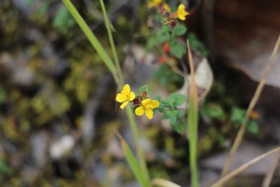 Chaetolepis microphylla, photographed by Andrés Ramírez-Barrera