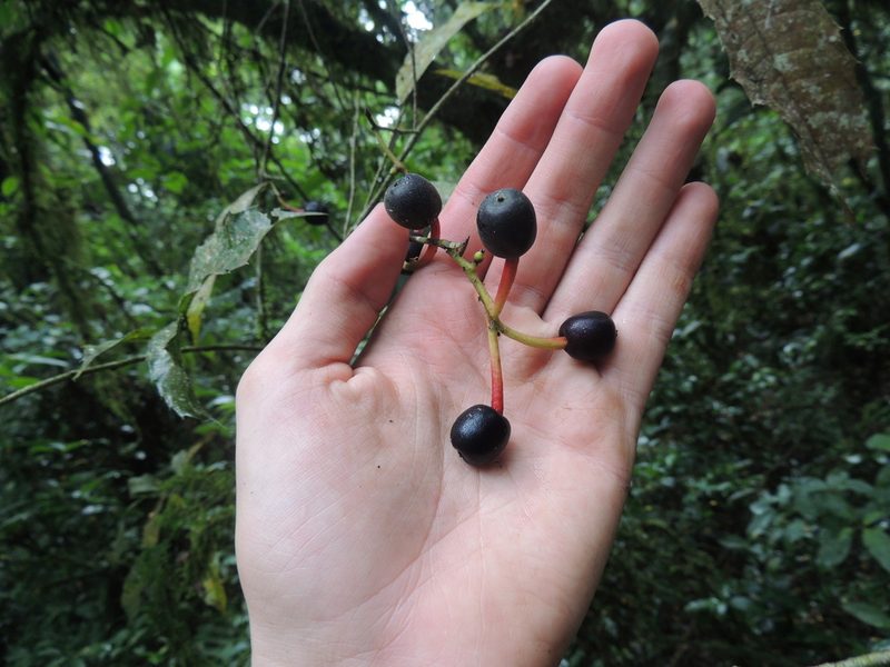 Sorocea bonplandii, photographed by William G. Borges
