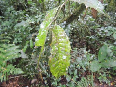 Sorocea bonplandii, photographed by William G. Borges