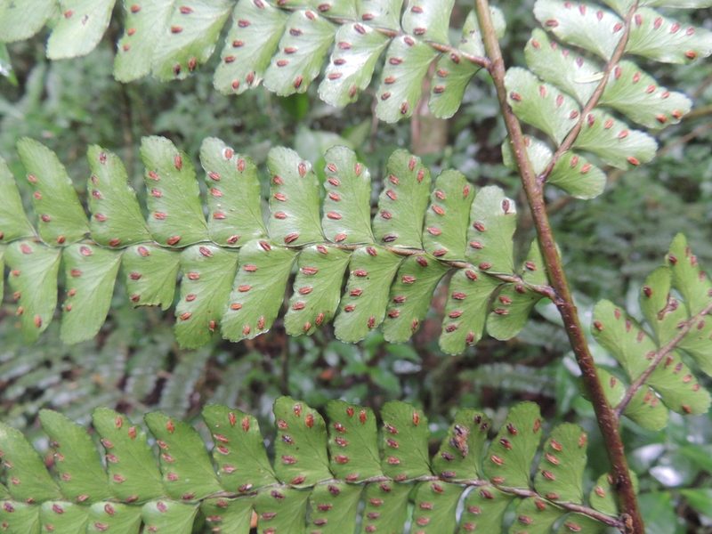 Didymochlaena pulcherrima, photographed by William G. Borges