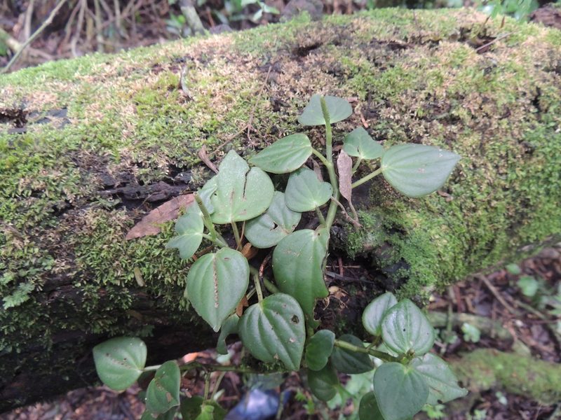 Peperomia urocarpa, photographed by William G. Borges