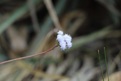 Lourteigia microphylla, photographed by Andrés Ramírez-Barrera