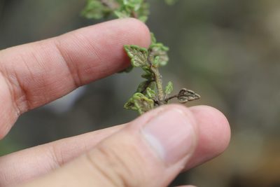 Lourteigia microphylla, photographed by Andrés Ramírez-Barrera