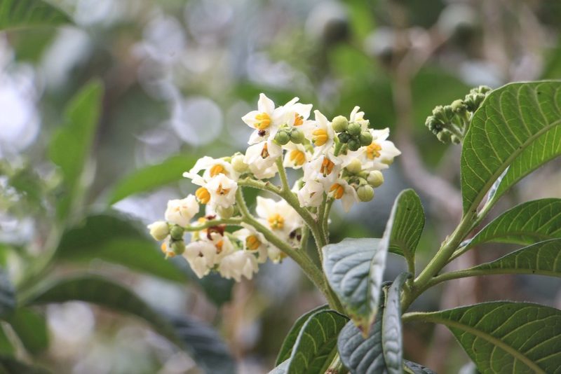 Solanum oblongifolium, photographed by Andrés Ramírez-Barrera