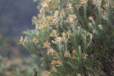 Linochilus rosmarinifolius, photographed by Andrés Ramírez-Barrera