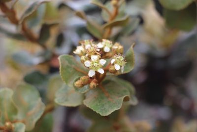 Hesperomeles goudotiana, photographed by Andrés Ramírez-Barrera