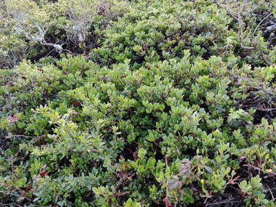 Arctostaphylos pacifica, photographed by Alexander Wentworth