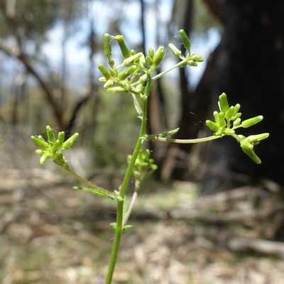 Senecio hispidulus, photographed by yatesy