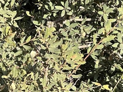 Quercus grisea, photographed by CK2AZ