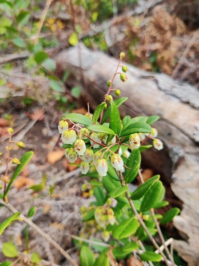 Pieris phillyreifolia, photographed by Scott Allen Davis