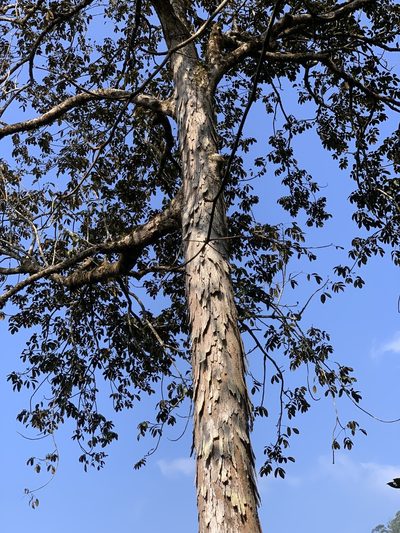 Canarium strictum, photographed by Divya Mudappa