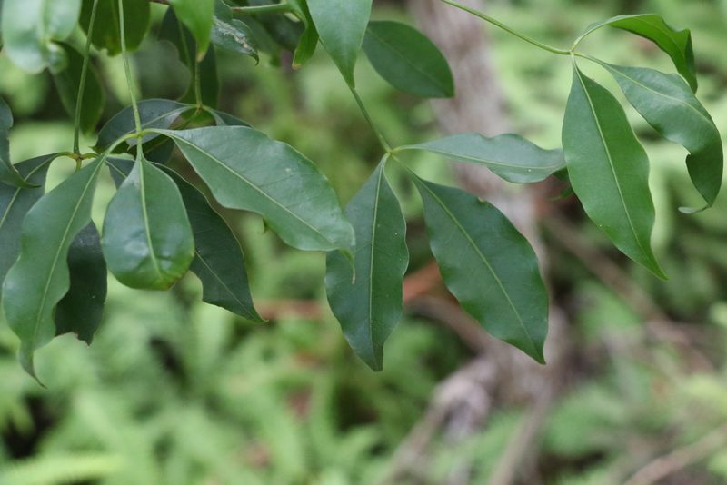 Melicope hayesii, photographed by Greg Tasney