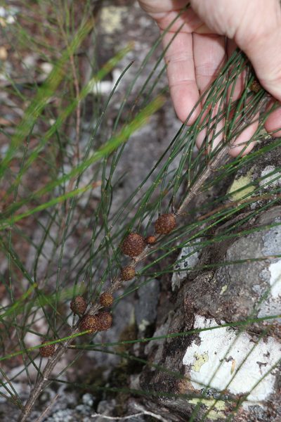 Allocasuarina rigida, photographed by Greg Tasney