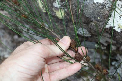 Allocasuarina rigida, photographed by Greg Tasney
