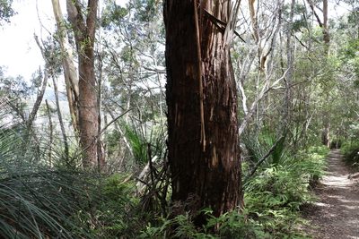 Eucalyptus oreades, photographed by Greg Tasney