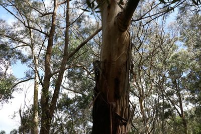 Eucalyptus oreades, photographed by Greg Tasney