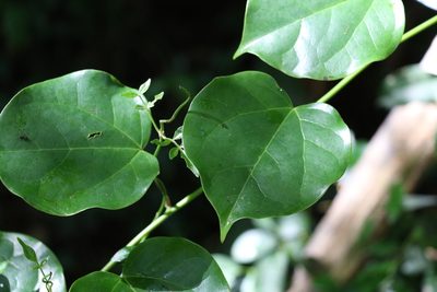Streptothamnus moorei, photographed by Greg Tasney